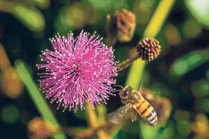 El Itchimb&iacute;a es un microcosmos biol&oacute;gico (GALER&Iacute;A)