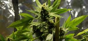 Uruguay empieza a vender marihuana estatal en farmacias