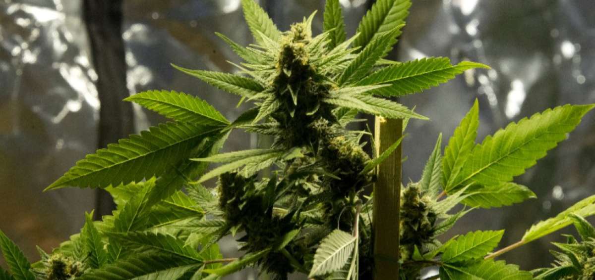 Uruguay empieza a vender marihuana estatal en farmacias