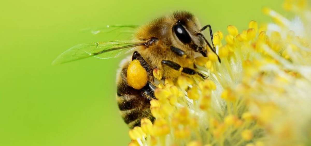 Ecuador reproducir&aacute; abejas sin aguij&oacute;n