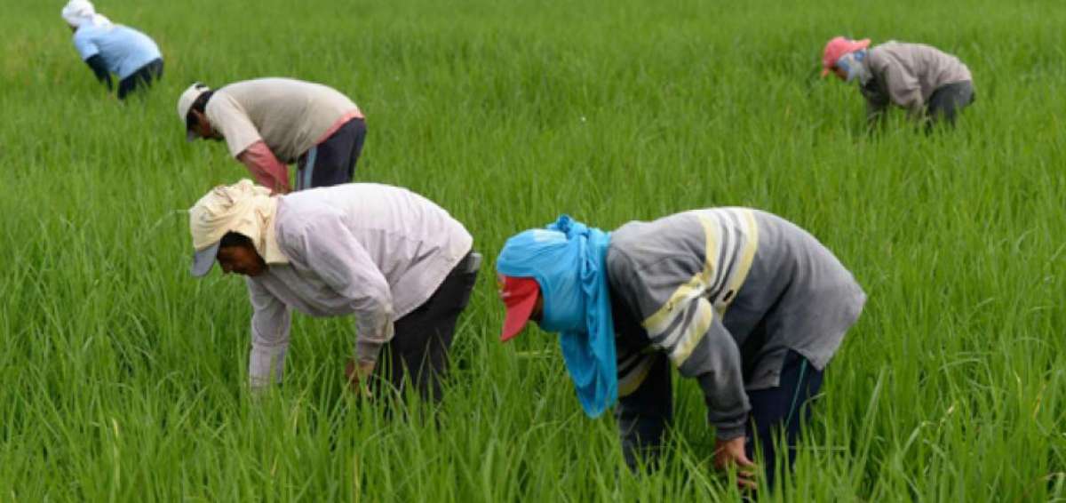 Correa advierte que la firma de un TLC con EE.UU. afectar&iacute;a a los peque&ntilde;os productores