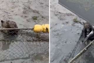 En Rusia se liberó a un osezno atrapado en una valla.