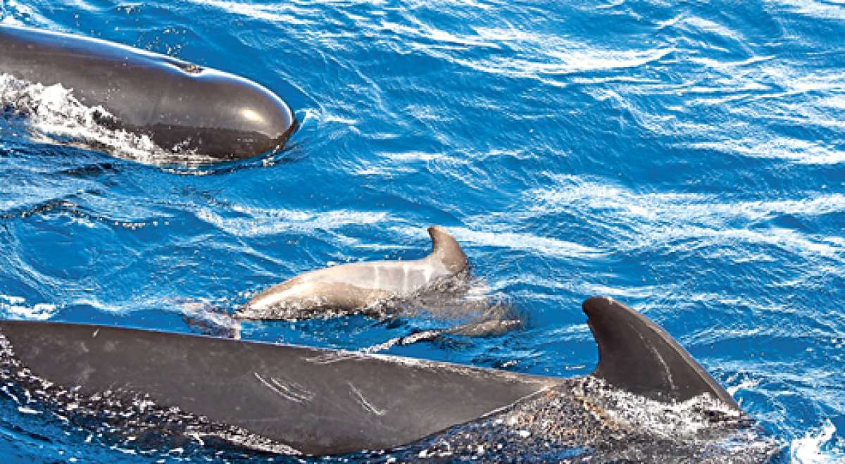 Los japoneses prev&eacute;n capturar 333 ejemplares de la especie rorcual este a&ntilde;o, seg&uacute;n el objetivo presentado a la Comisi&oacute;n Ballenera Internacional. Foto: Tomada de Internet