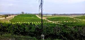 Los &aacute;rboles de ylang ylang son trabajados para que las ramas cuelguen y faciliten la cosecha de sus flores. En su forma natural crecen rectos como pinos de los Alpes.