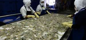 Exportaciones de camar&oacute;n a China se contraen en 46%