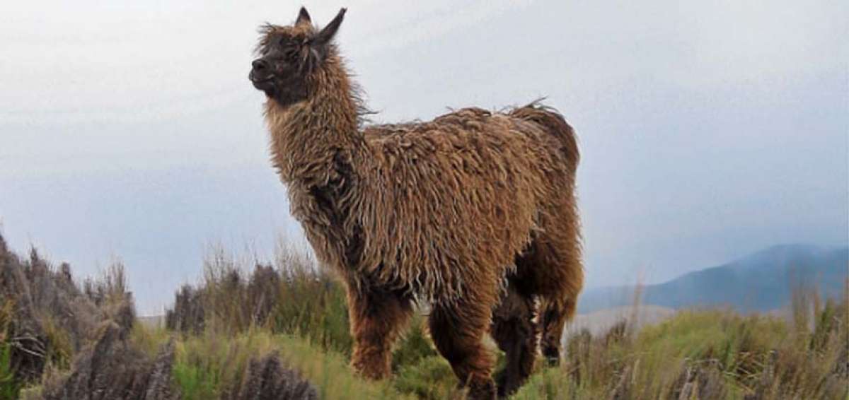 La elegancia de la llama es una de las caracter&iacute;sticas m&aacute;s destacadas de la especie, as&iacute; como su altura y resistencia a climas fr&iacute;os.