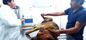 Denuncian agresi&oacute;n a un perro en Paute