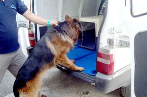 El perro tiene su propio taxi