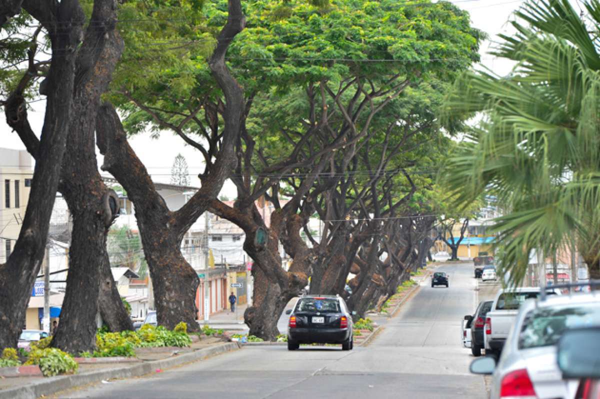 En la ciudadela Samanes, en el norte de Guayaquil, existen &aacute;rboles de copa grande. Foto: fotos: William Orellana / El Tel&eacute;grafo