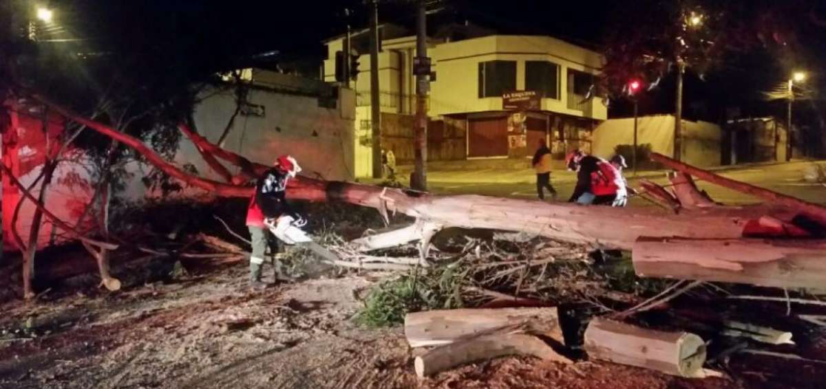 Un &aacute;rbol se cay&oacute; esta madrugada sobre la avenida Eloy Alfaro. 
