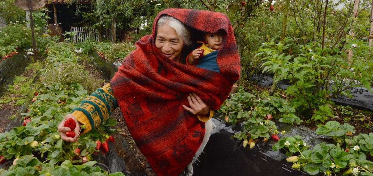 Las moras, al igual que las fresas y los albaricoques, en Ambato a&uacute;n se siembran en huertos de los barrios Atocha, Miraflores, Ficoa, Pinllo, y m&aacute;s sectores urbanos.