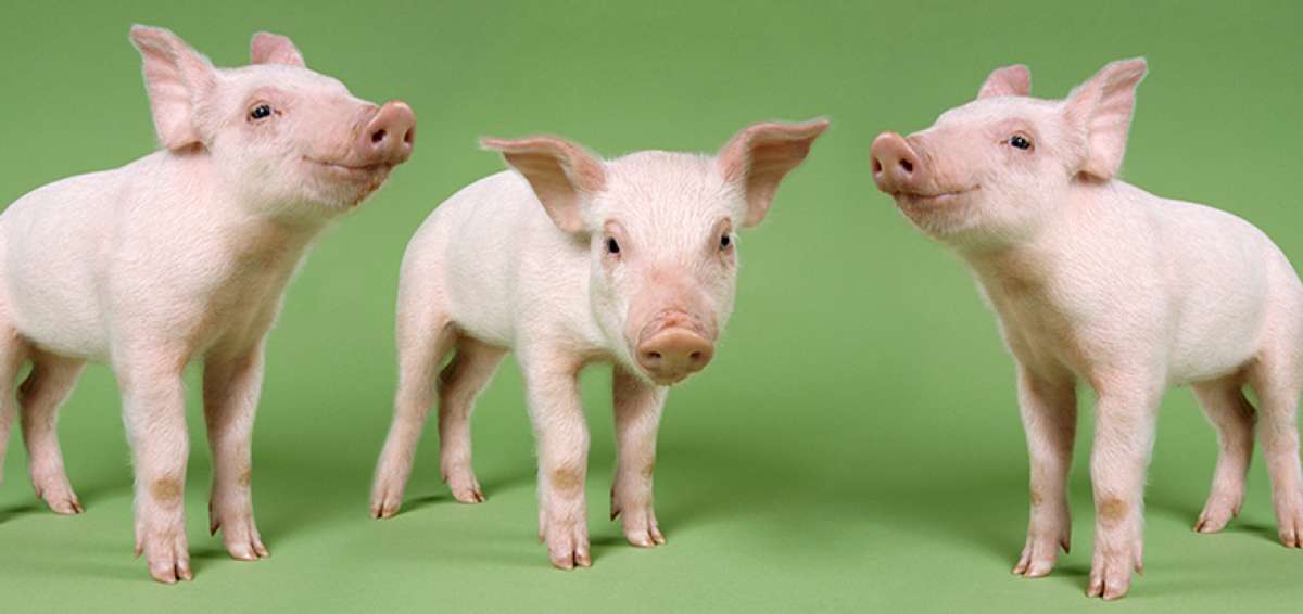 Los genetistas estudian humanizar los &oacute;rganos de estos animales, a trav&eacute;s de pruebas, sobre todo para librarlos del virus PERVs, que originar&iacute;a el c&aacute;ncer.
