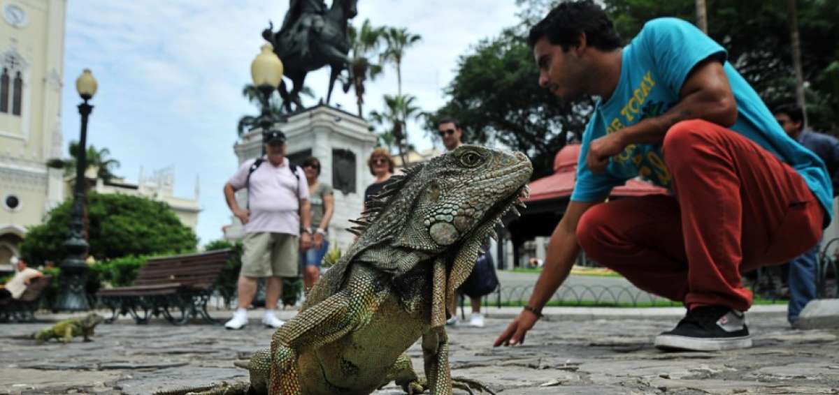 Las iguanas del Parque Seminario sorprenden a extranjeros