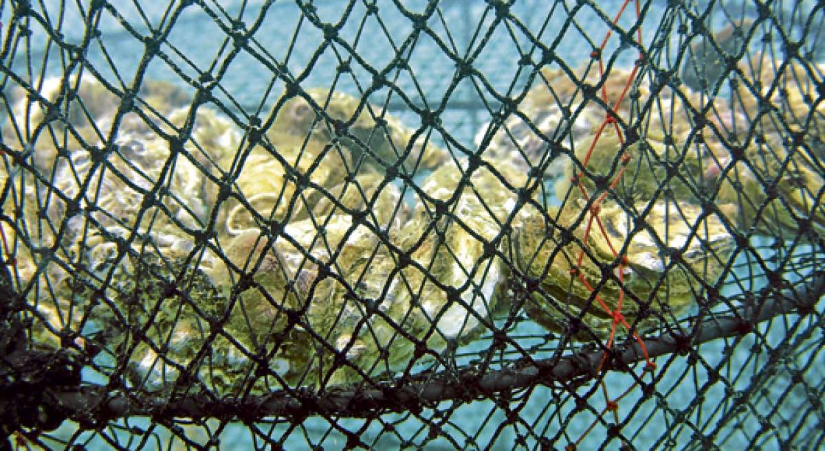 A trav&eacute;s de la cuenta Ostras Puerto Palmar, de Facebook, los pescadores de esta comuna receptan nuevos pedidos de su emprendimiento. Foto: Miguel Castro / El Tel&eacute;grafo