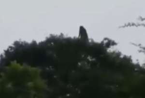 En México, un video captó el instante en el que la supuesta silueta de una bruja se mueve entre árboles.