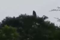 En México, un video captó el instante en el que la supuesta silueta de una bruja se mueve entre árboles.