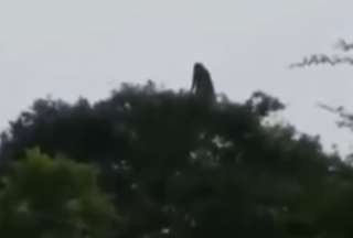 En México, un video captó el instante en el que la supuesta silueta de una bruja se mueve entre árboles.