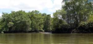 3.000 hect&aacute;reas de manglar fueron reforestadas en 10 a&ntilde;os