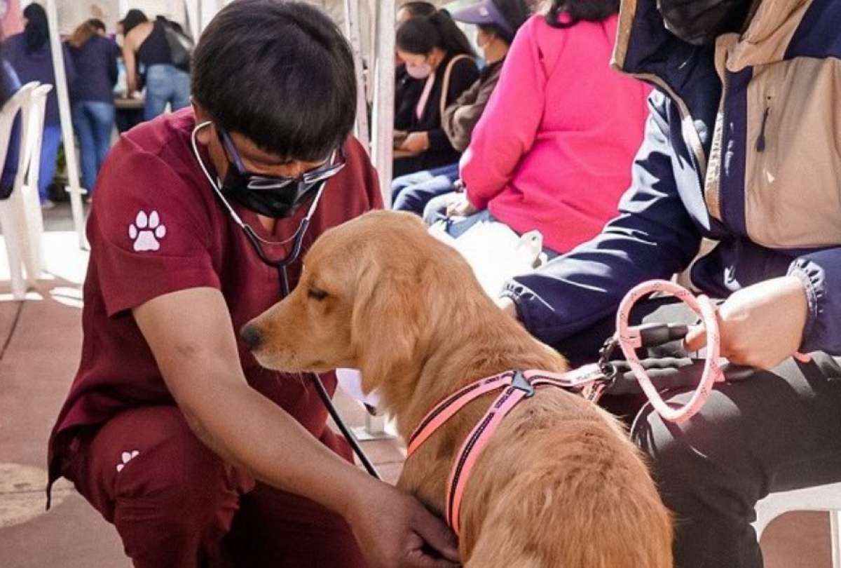 Municipio de Quito recordó que es una infracción grave abandonar o matar animales de compañía
