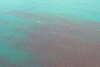 Playa Murciélago: ¿Por qué hubo la mancha roja?
