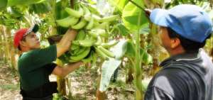 Ecuador posee el clima ideal para el cultivo de pl&aacute;tano de las variedades barraganete y dominico.