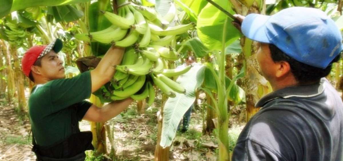 Ecuador posee el clima ideal para el cultivo de pl&aacute;tano de las variedades barraganete y dominico.