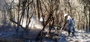 &Aacute;rboles nativos se queman en el sector de Irquis, parroquia Tarqui, ahora se trata de proteger el bosque de pinos.