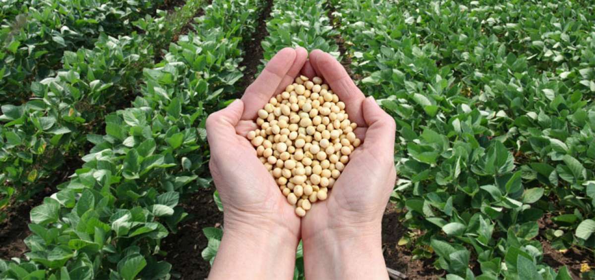 La agroecolog&iacute;a es una disciplina cient&iacute;fica, un conjunto de pr&aacute;cticas y un movimiento social, una actividad muy diferente a la org&aacute;nica.