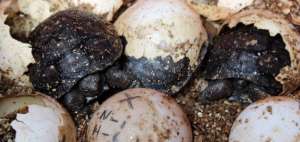 60 galapaguitos, primeros nacimientos de temporada en isla Santa Cruz