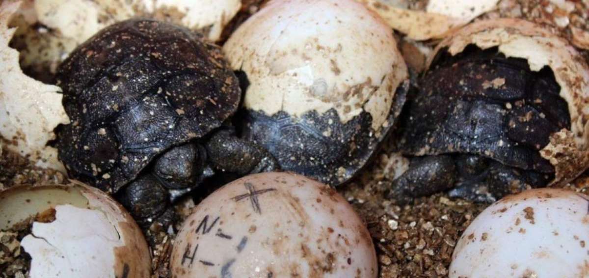60 galapaguitos, primeros nacimientos de temporada en isla Santa Cruz
