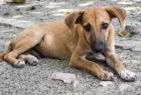 Cada 21 de julio se homenajea a un animal de cuatro patas fiel e incondicional, considerado el mejor amigo del hombre.