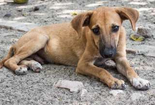 Cada 21 de julio se homenajea a un animal de cuatro patas fiel e incondicional, considerado el mejor amigo del hombre.