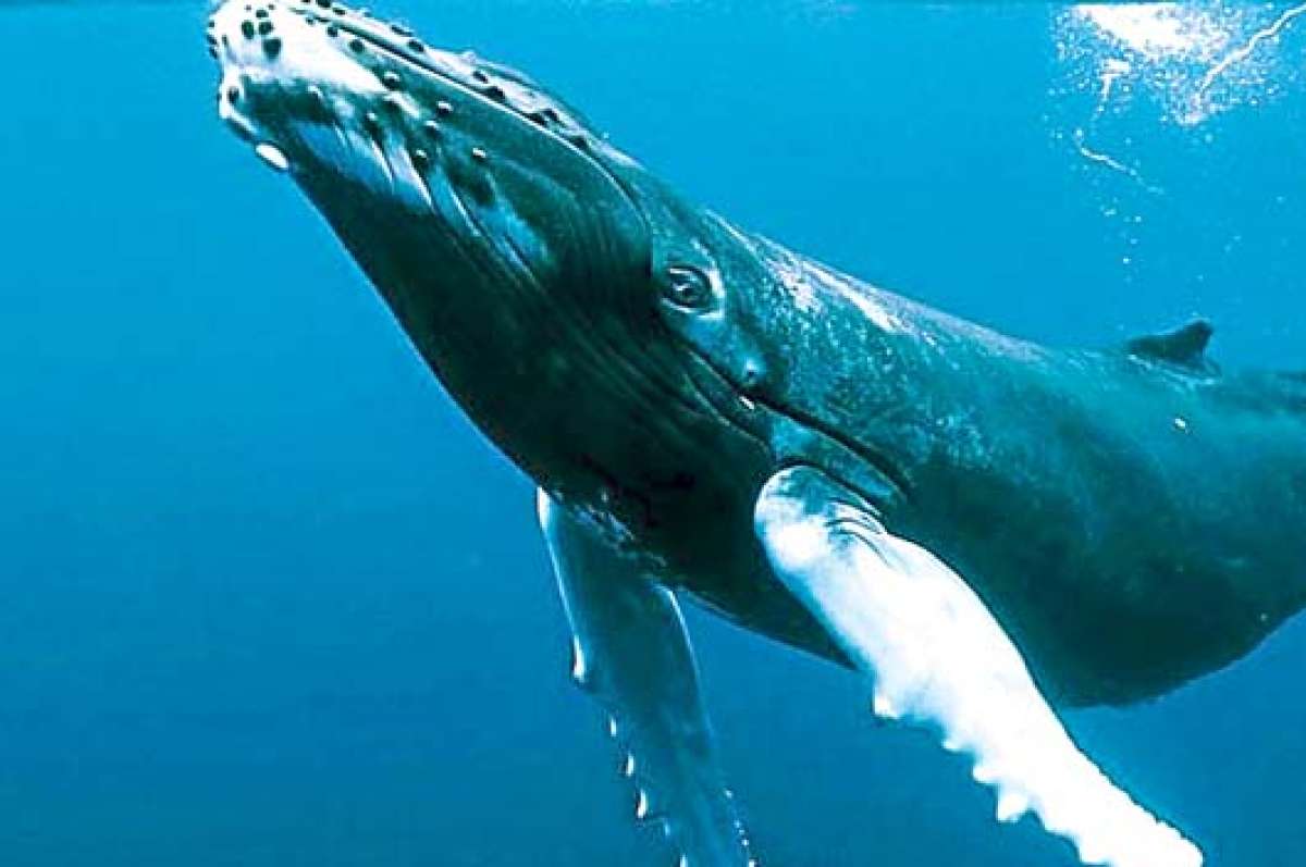 Convenci&oacute;n incluir&aacute; a 32 especies en lista de protecci&oacute;n