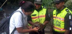 Tigrillo fue rescatado en San Andr&eacute;s de Canoa