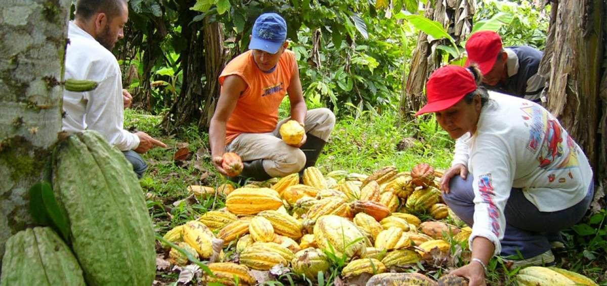 Los peque&ntilde;os cacaoteros del pa&iacute;s ser&aacute;n parte de este proyecto, cuyo objetivo es aumentar la producci&oacute;n y dinamizar sus finanzas.
