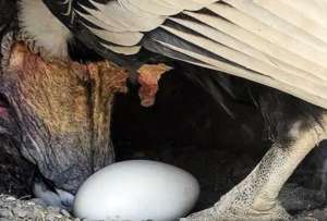 Ares, una c&oacute;ndor monitoreada en Pichincha, logr&oacute; iniciar su tercer proceso de reproducci&oacute;n.