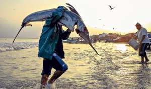 Fue un buen d&iacute;a para este pescador de Manta, quien captur&oacute; un pez espada en esta playa.  La especie es una de las m&aacute;s cotizadas en el mercado. Foto: Rodolfo P&aacute;rraga