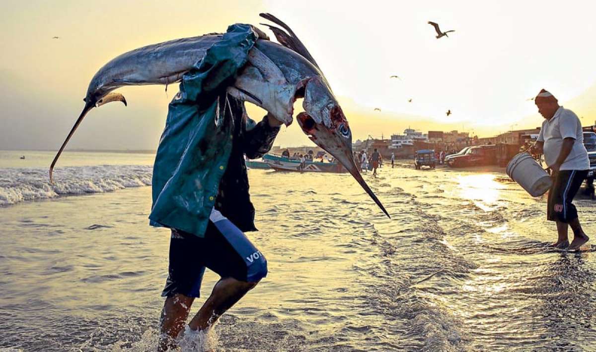 Fue un buen d&iacute;a para este pescador de Manta, quien captur&oacute; un pez espada en esta playa.  La especie es una de las m&aacute;s cotizadas en el mercado. Foto: Rodolfo P&aacute;rraga