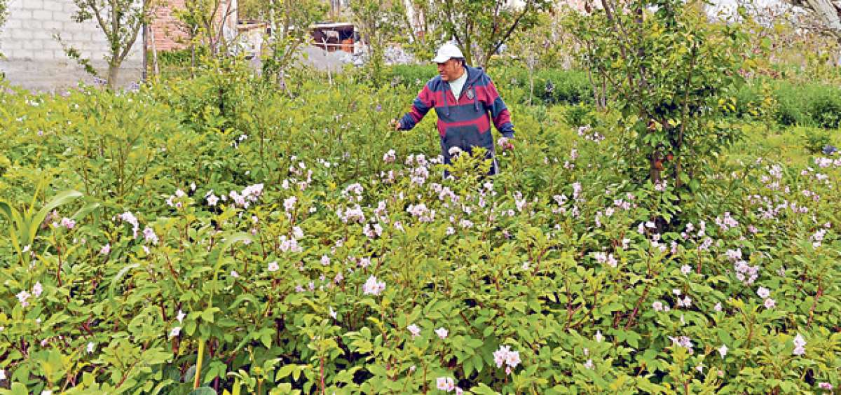 Los agricultores de Cotopaxi reconocen que el programa de semillas de alta calidad es una oportunidad para mejorar su econom&iacute;a y la producci&oacute;n del suelo. Foto: cortes&iacute;a  