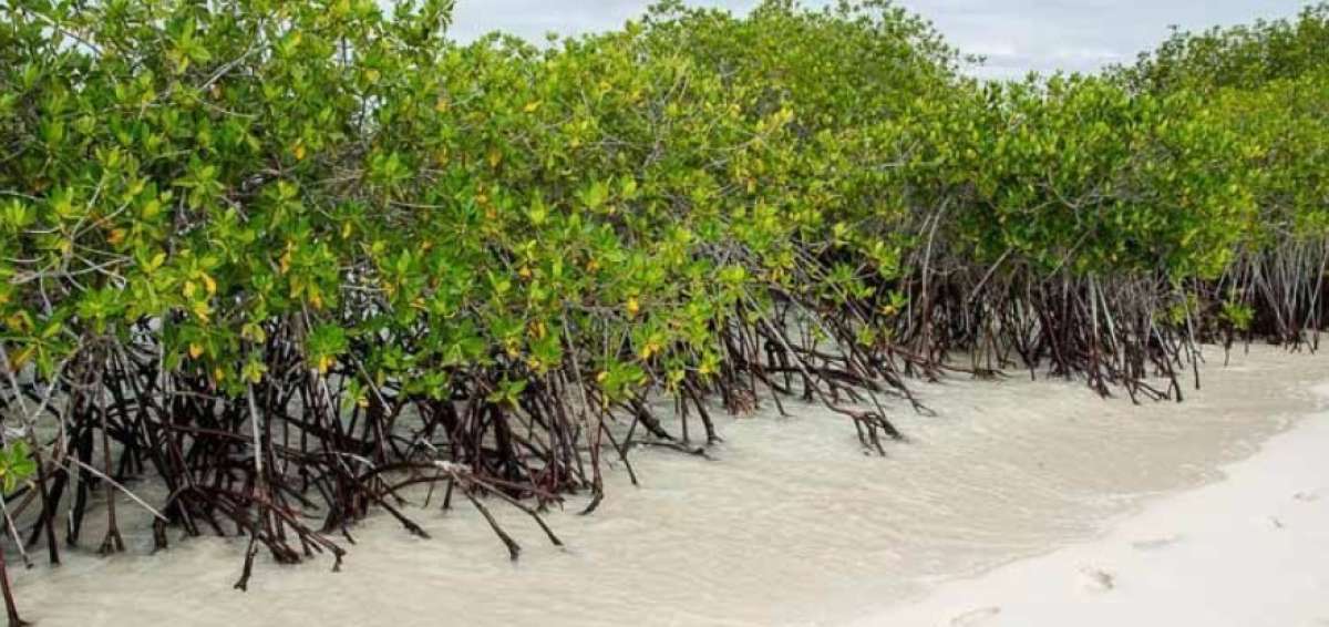 Gal&aacute;pagos combate insecto que chupa la sabia de los manglares