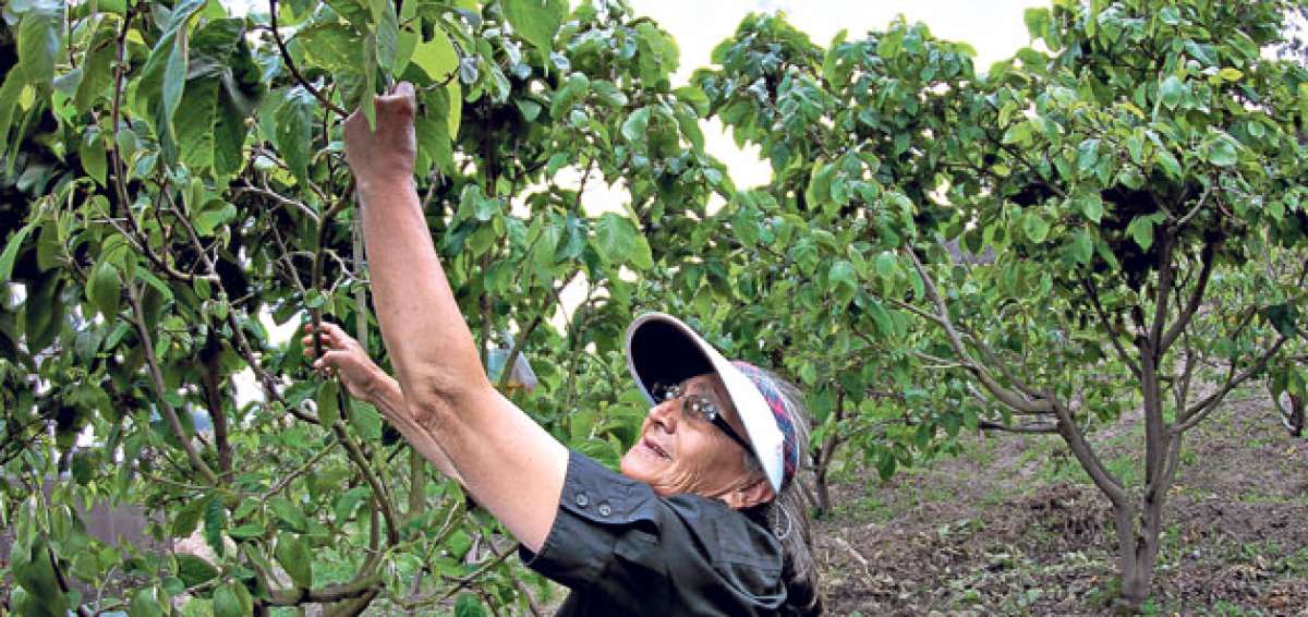 La siembra cooperativa entre frutas y verduras de diferentes especies es una de las alternativas m&aacute;s acertadas al uso de pesticidas y otros qu&iacute;micos. Foto: Roberto Ch&aacute;vez / El Tel&eacute;grafo