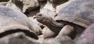 Zool&oacute;gico de Quito emprende campa&ntilde;a contra el tr&aacute;fico de tortugas