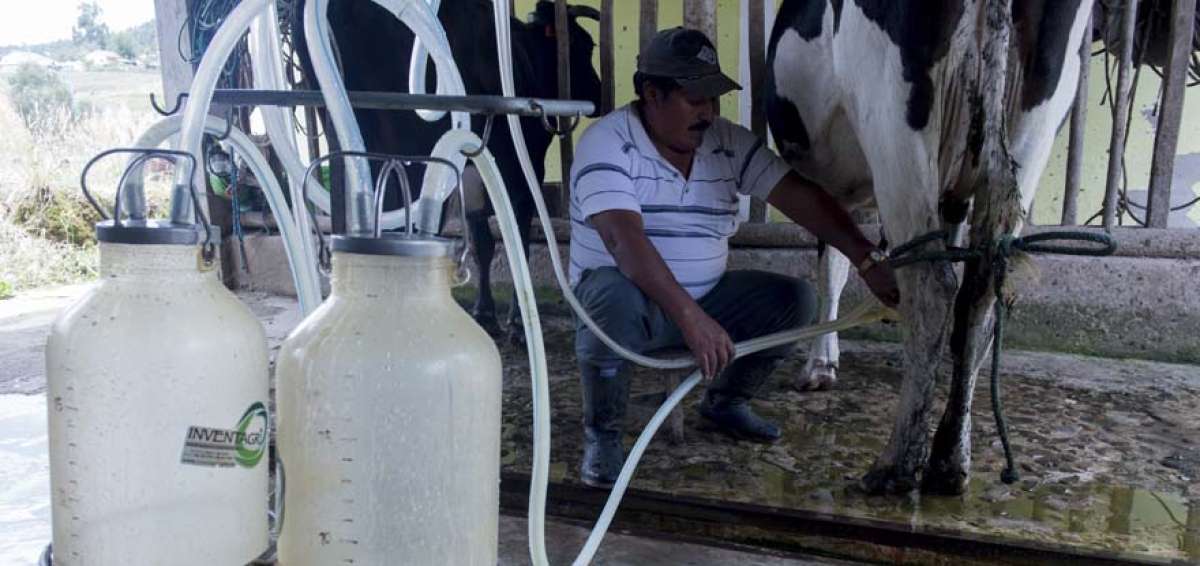 Lactosuero, el contaminante que nutrir&iacute;a al mundo