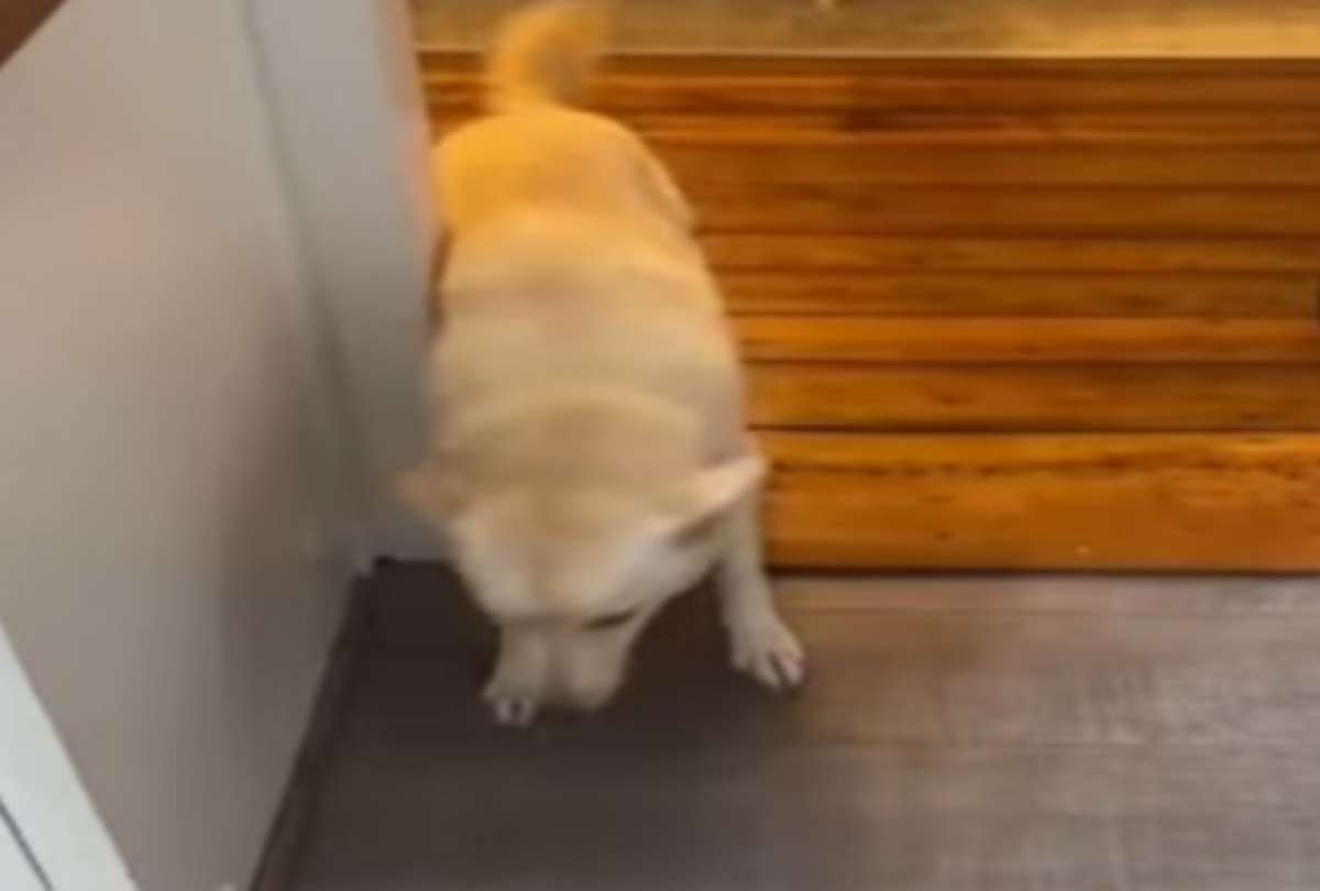 Un gracioso video de un perro se viralizó en las redes sociales. 