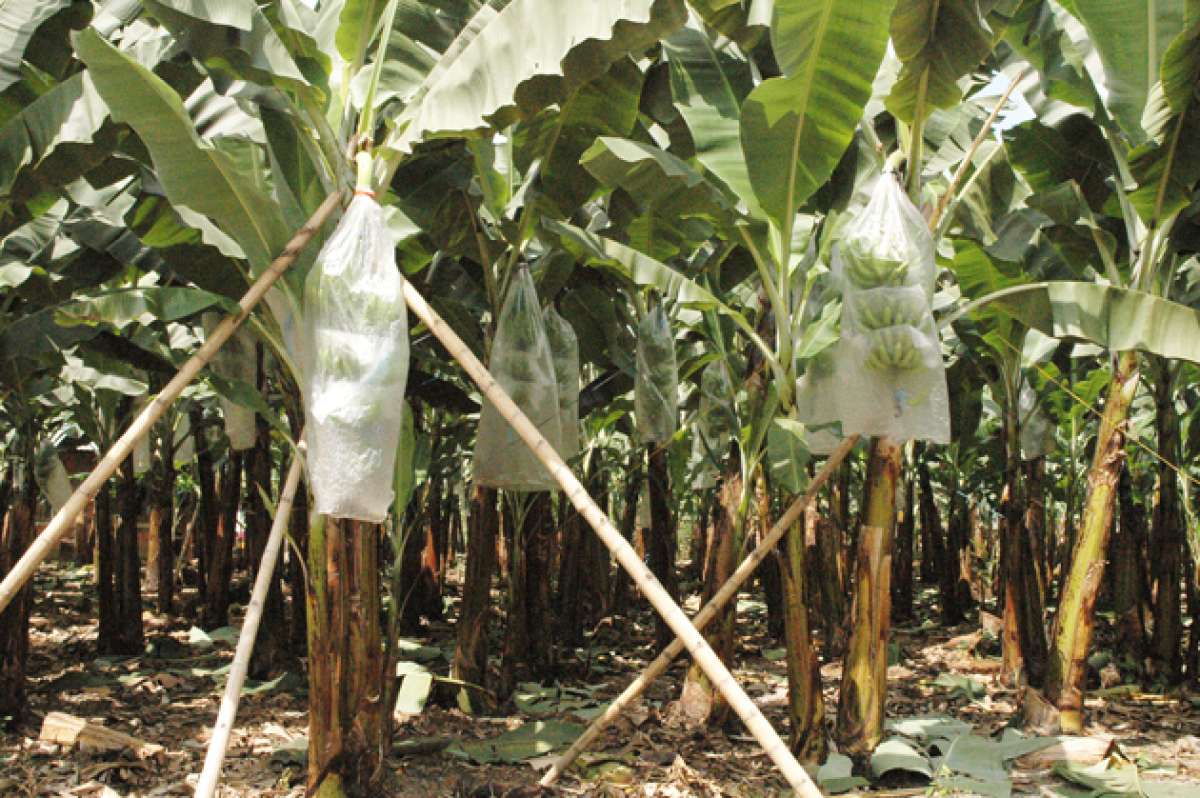 El mayor riesgo para las plantaciones en la cuenca baja del Guayas son las inundaciones. Se requiere limpieza de canales, seg&uacute;n el gremio. Foto: Archivo/El Tel&eacute;grafo