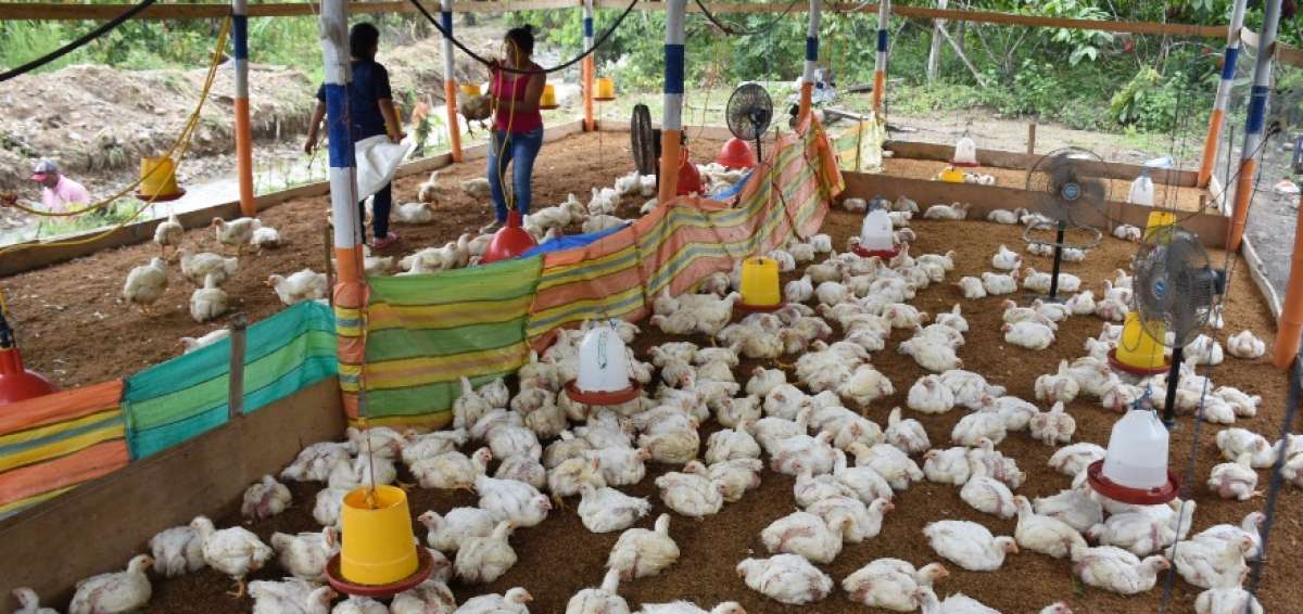 Los miembros de la asociaci&oacute;n cuentan con el asesoramiento de los t&eacute;cnicos del Gobierno Provincial en cuanto a la comercializaci&oacute;n de las aves.