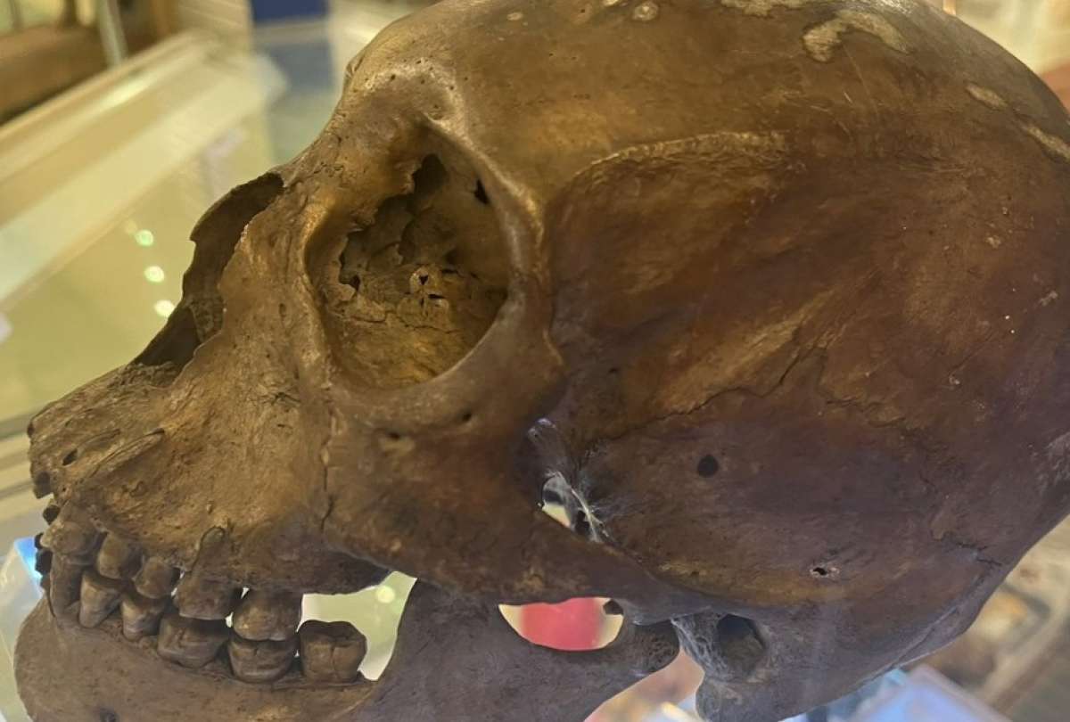 Antropólogo encuentra un cráneo humano en una tienda de Florida