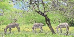 12 burros rescatados de camal clandestino pasaron de la muerte inminente al para&iacute;so