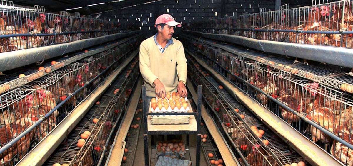 Fausto Quimbita es uno de los trabajadores de la Av&iacute;cola Cotal&oacute;, que est&aacute; ubicada en Tungurahua.