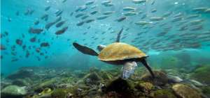 La nota resalta que el pa&iacute;s cuenta con las Islas Gal&aacute;pagos, el archipi&eacute;lago m&aacute;s diverso y complejo del mundo.